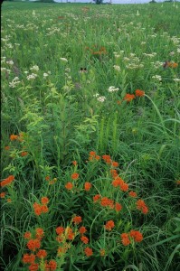 Helton Prairie NA compressed photo 6-2004-003