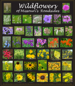 missouri-roadside-wildflowers
